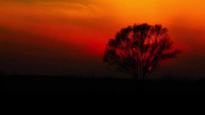 傍晚太阳在一棵树树枝间落下晚霞流动延时
