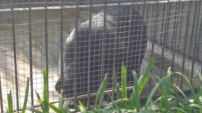 大黑熊 黑狗熊 黑熊 南宁动物园里的熊