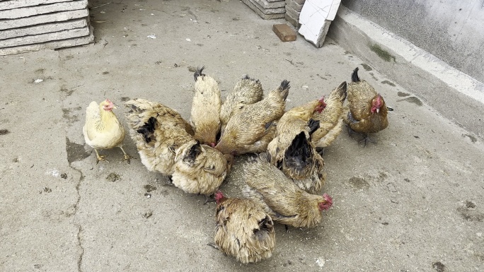 农村小院养鸡喂食一群鸡争先恐后抢食觅食2