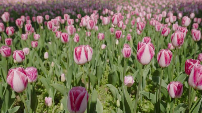 郁金香花海