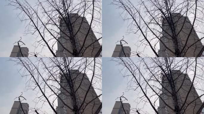 枯树飞鸟高楼大厦居民楼
