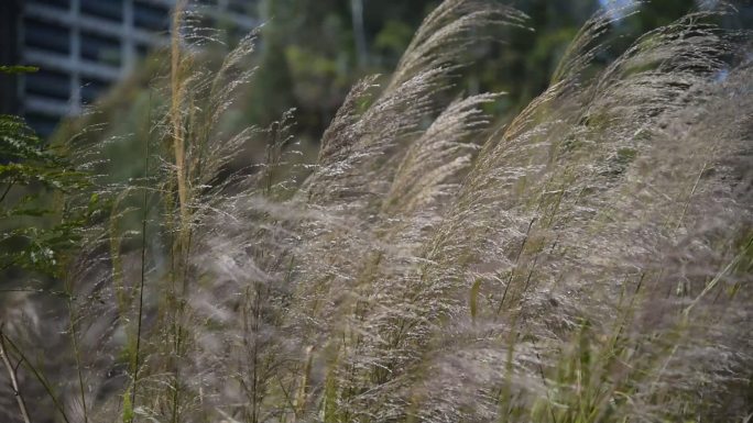 狂风吹野草