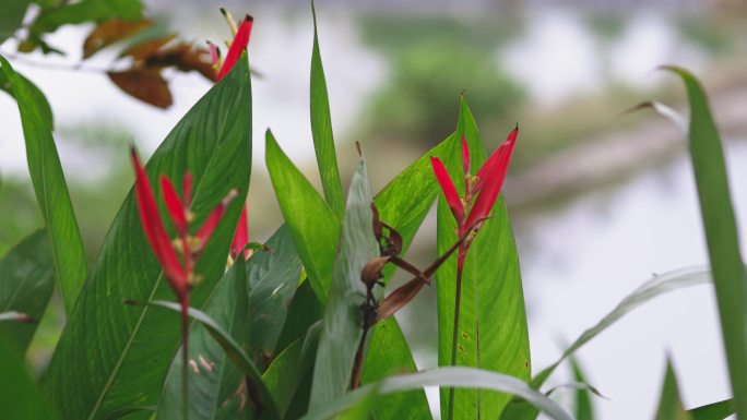 红鸟蕉 美人蕉 植物4K素材