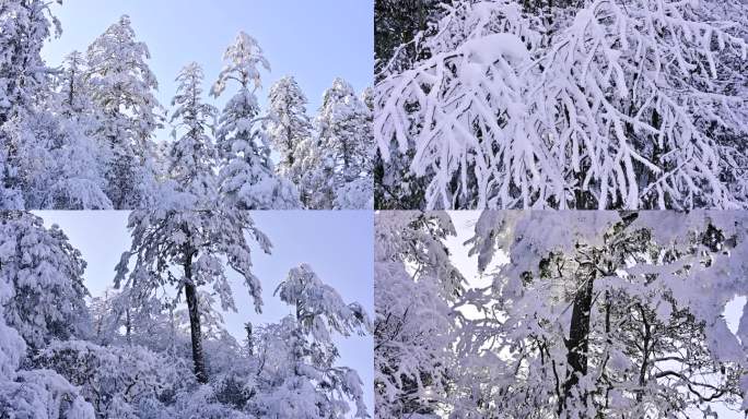 大熊猫国家公园龙苍沟原始森林唯美雪景