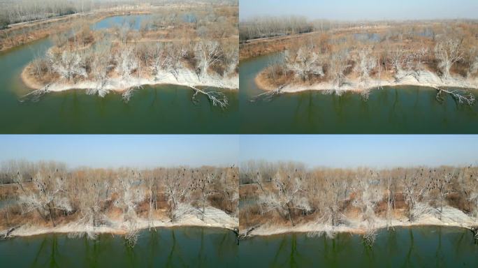 航拍郑州黄河湿地鸟水禽动物4K