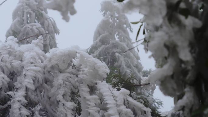 寒冬 雪松 冰凌 寒冷天气 寒风