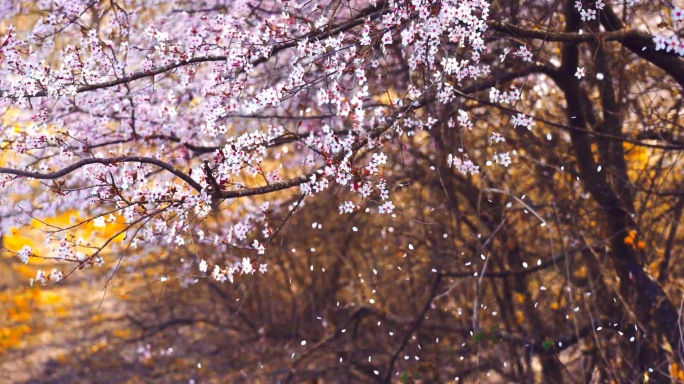 果树开花延时 蜜蜂采蜜