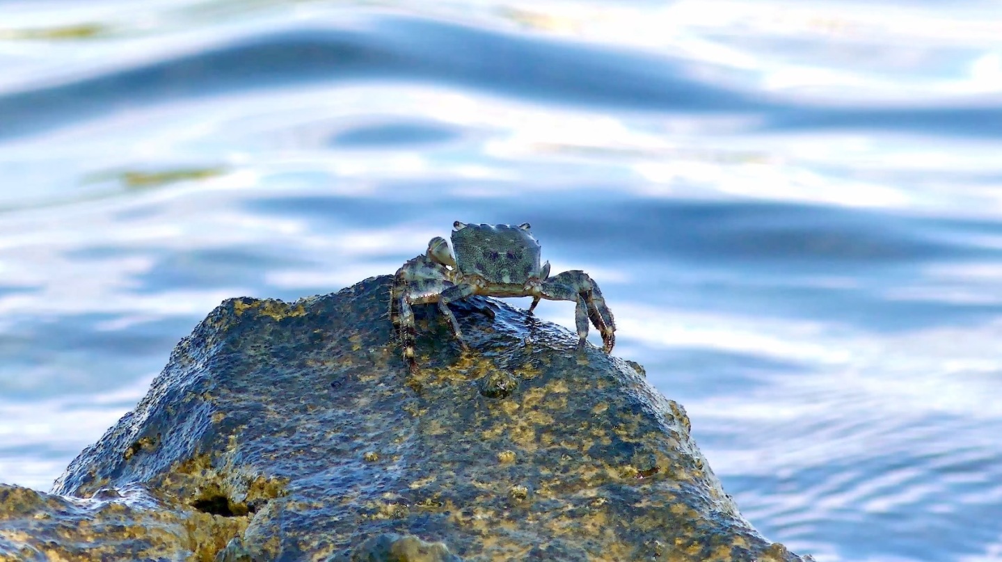 海滩贝壳 海边螃蟹