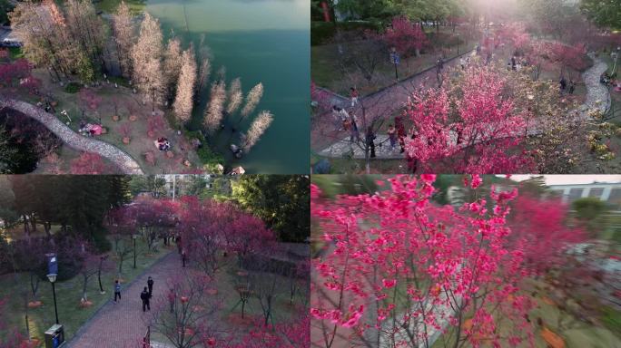 广州创业公园早春阳光中国樱航拍4K视频