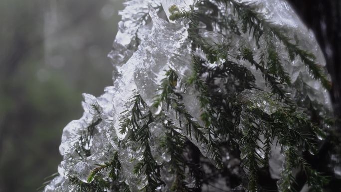 冬季寒冷天气 树木绿叶上的寒冰