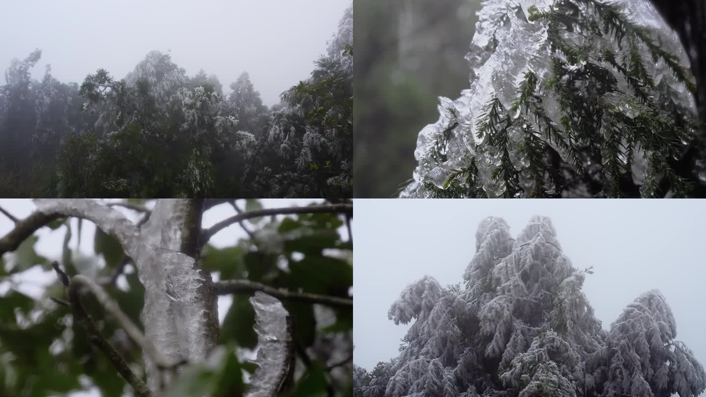 冬季寒冷天气 树木绿叶上的寒冰