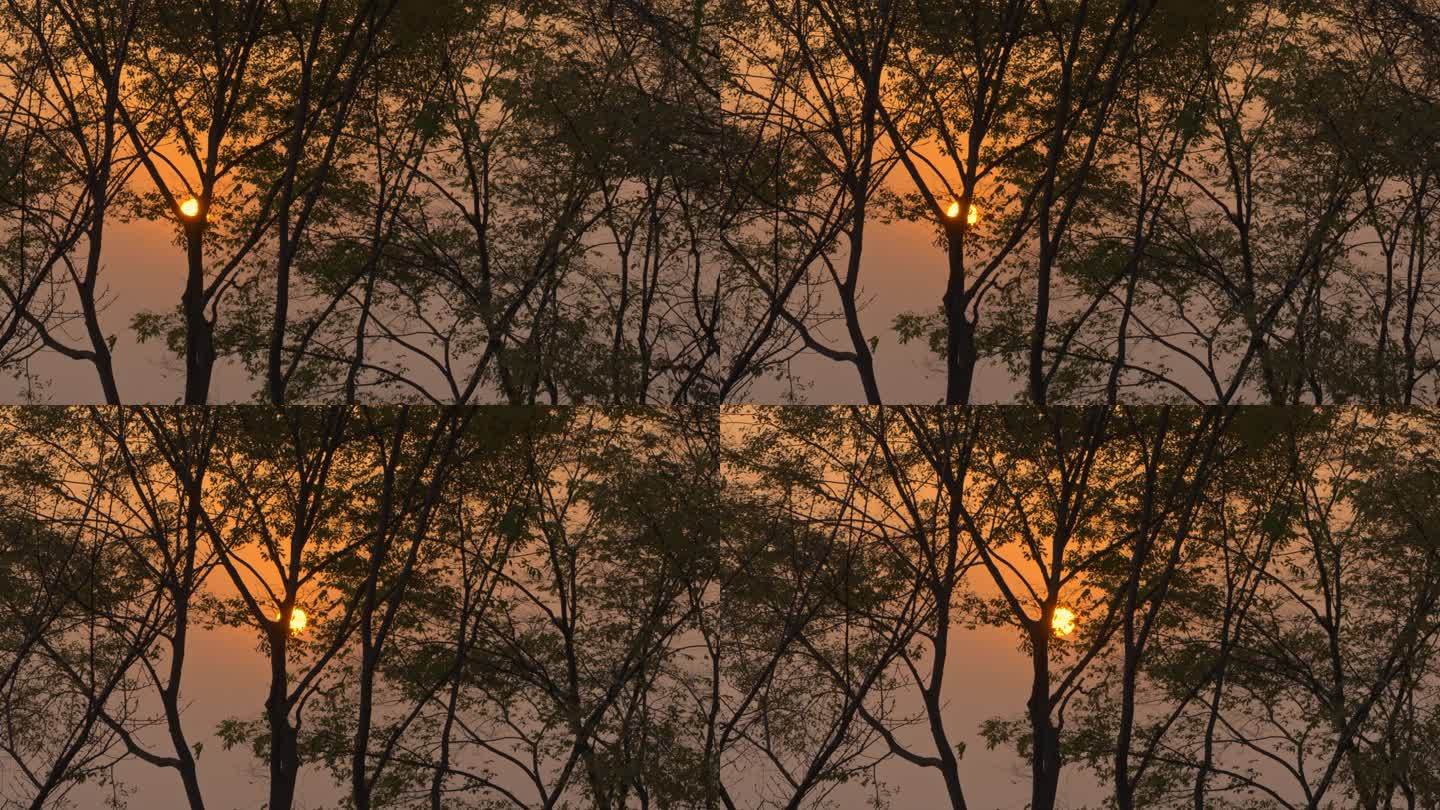 4K实拍夕阳从树林中穿过