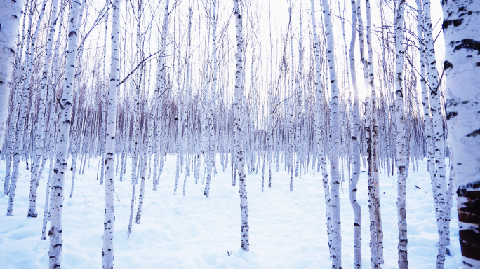 漠河雪乡白桦林