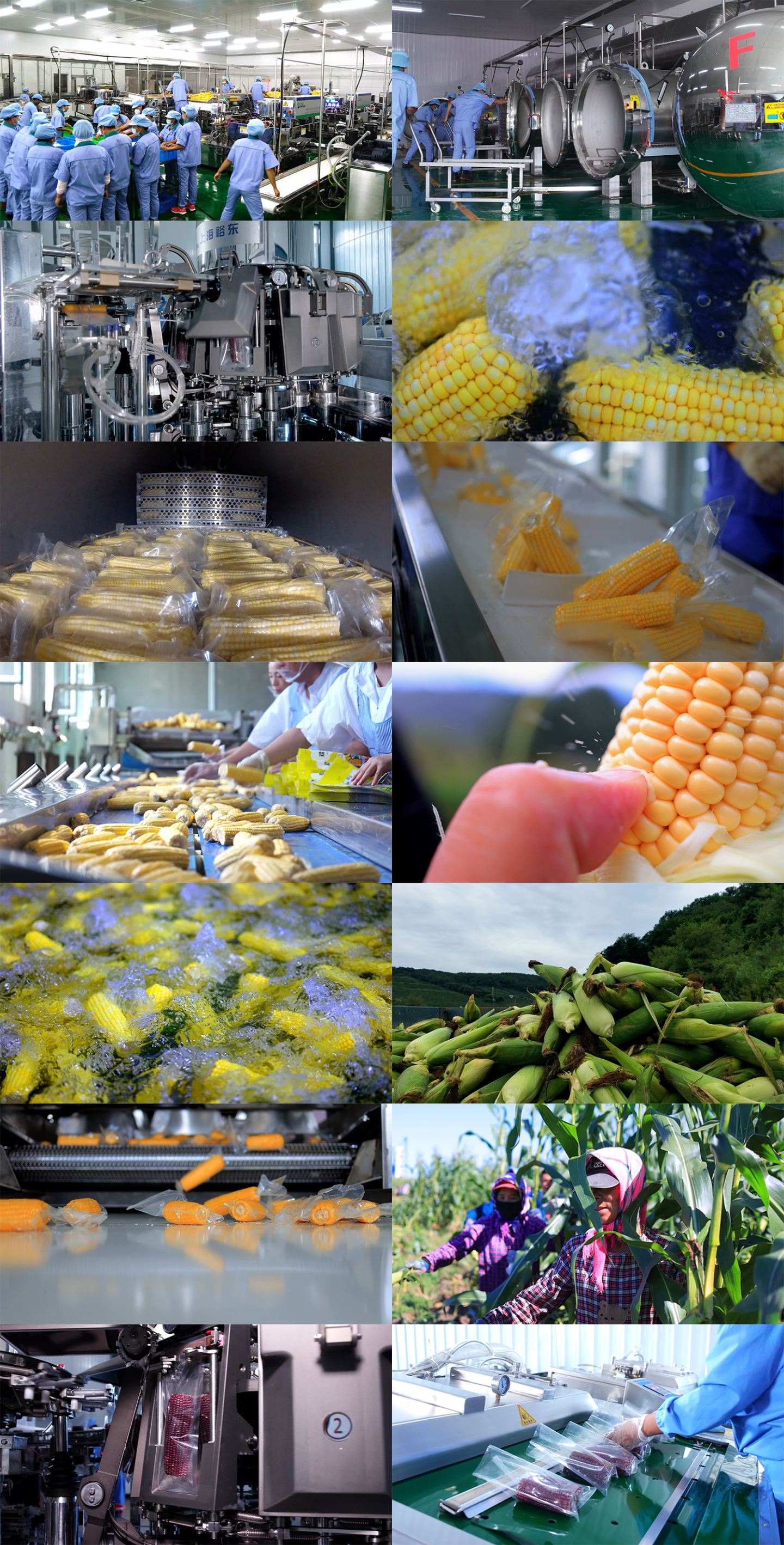 东北鲜食玉米采收加工2