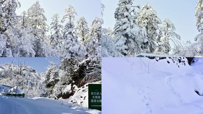 龙苍沟大熊猫国家公园唯美壮观雪景