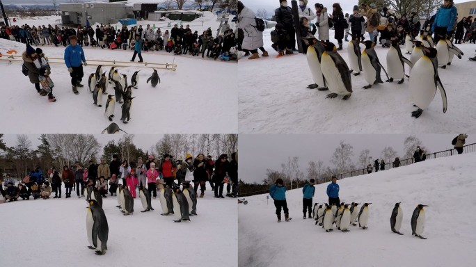 日本北海道旭山动物园企鹅巡游