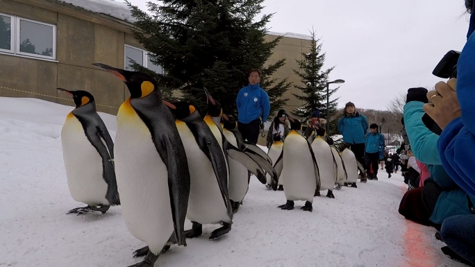 日本北海道旭山动物园企鹅巡游