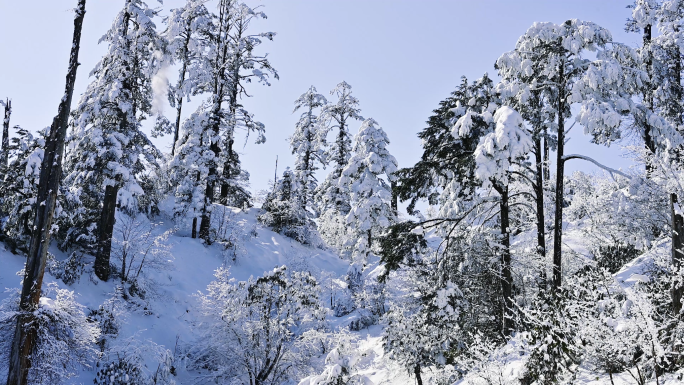 大熊猫国家公园龙苍沟原始森林唯美雪景