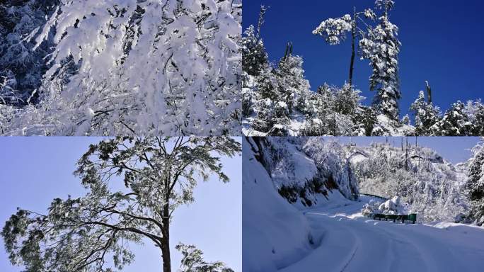 大熊猫国家公园龙苍沟原始森林唯美雪景