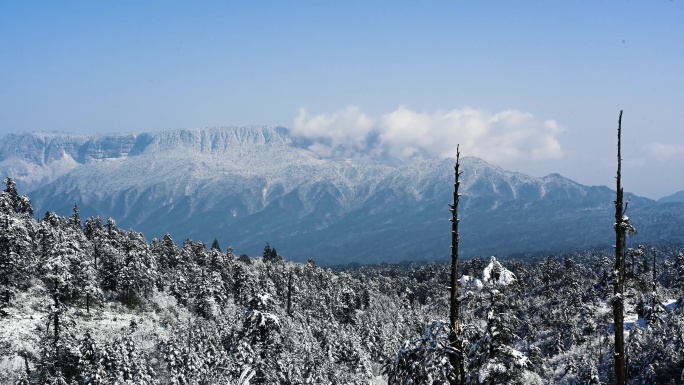 大熊猫国家公园原始森林唯美雪景延时素材