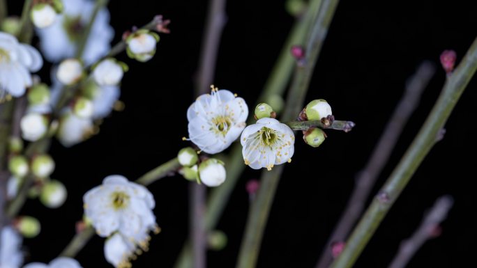 绿梅开花延时视频