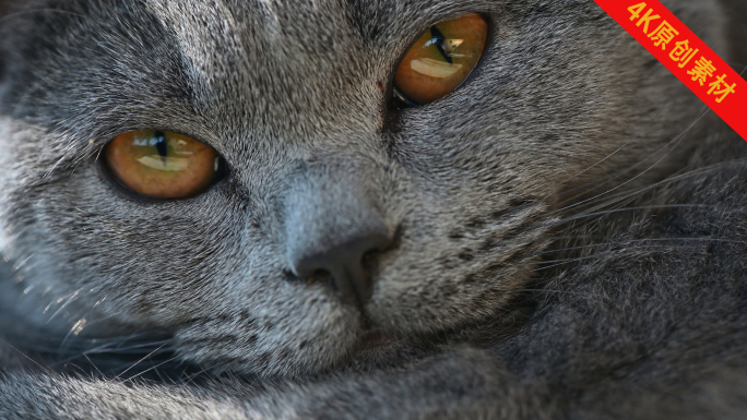 猫咪的各种眼神表情猫眼神