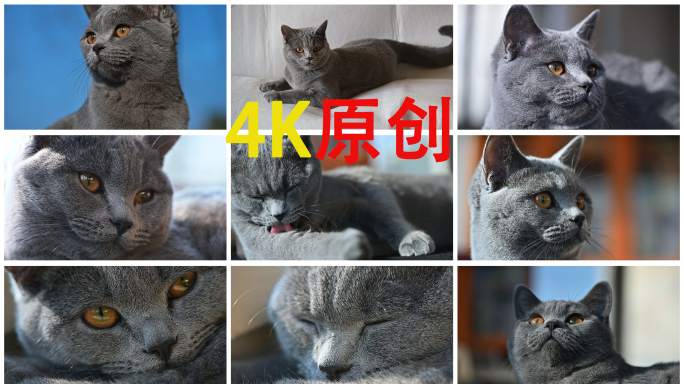 猫咪的各种眼神表情猫眼神