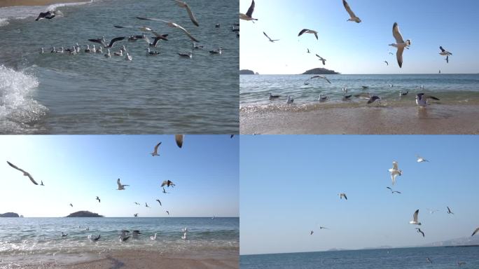 大海海鸥，海鸟飞翔慢镜头