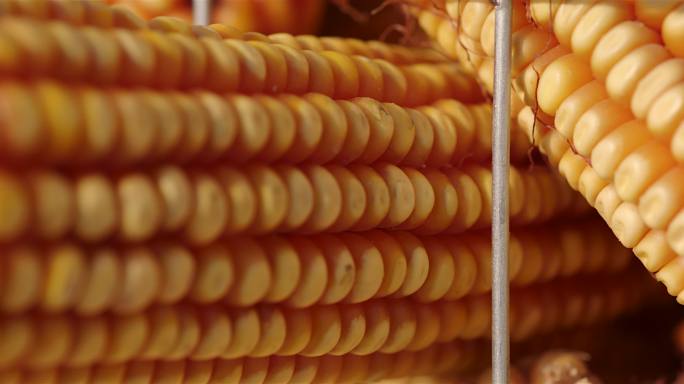 玉米秸 玉米颗 玉米轴