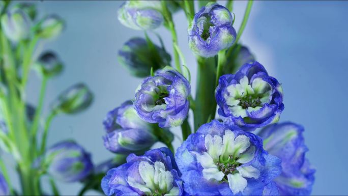 少见紫色蓝色花卉大花飞燕草绽放延时摄影