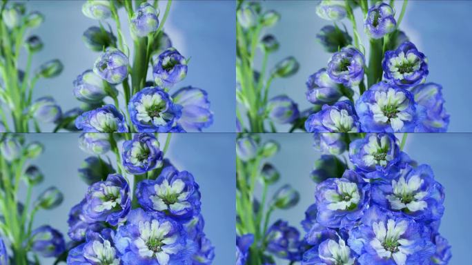 少见紫色蓝色花卉大花飞燕草绽放延时摄影