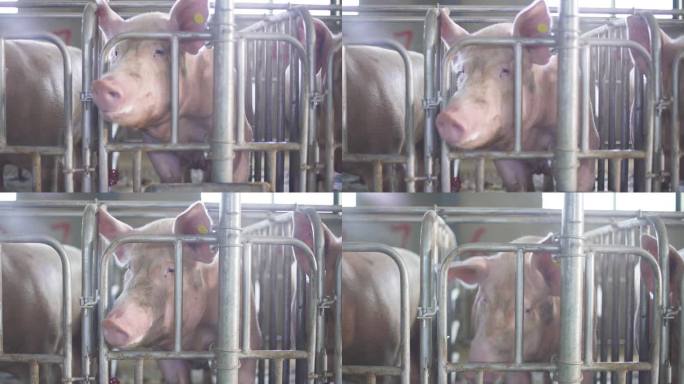 幼猪 种猪 猪场管理 数字化猪场猪场消毒