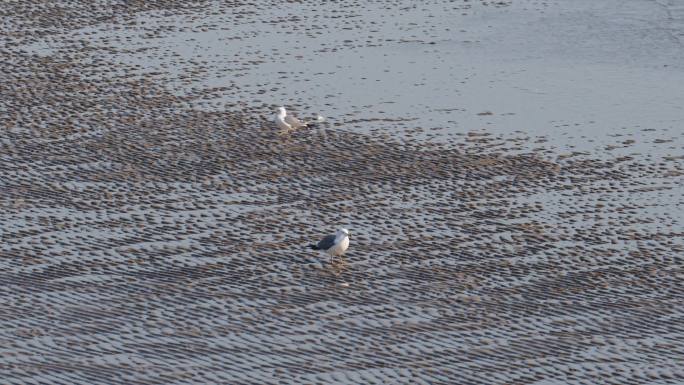 唯美空镜海岸边漫步的海鸥海鸟