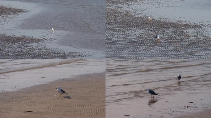 唯美空镜海岸边漫步的海鸥海鸟