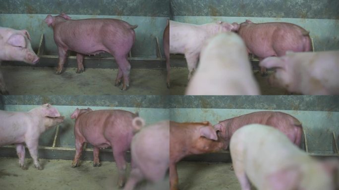 猪肉 母猪 猪流感病毒 动物 猪圈 笼子