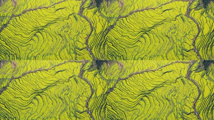 婺源篁岭油菜花梯田航拍