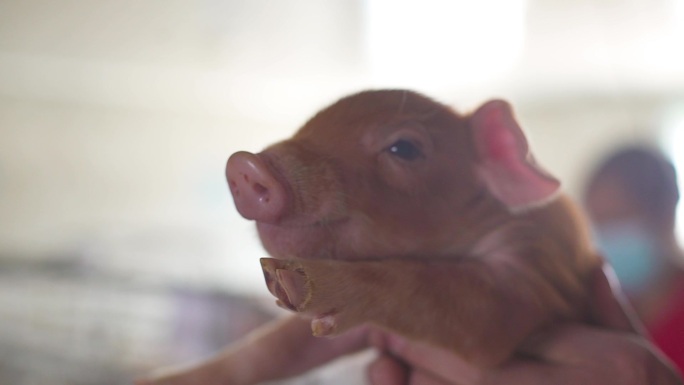 幼猪生长 猪肉 母猪 猪流感病毒动物猪圈