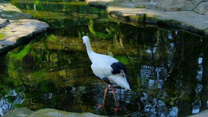 白鹳池塘觅食展开张开翅膀
