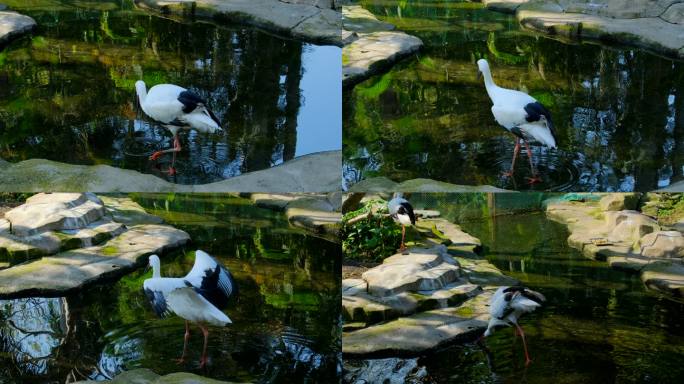 白鹳池塘觅食展开张开翅膀