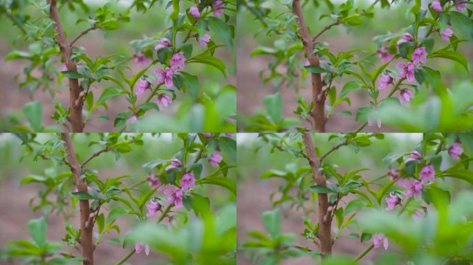 桃花产业种植 桃花源 高原桃花 春天