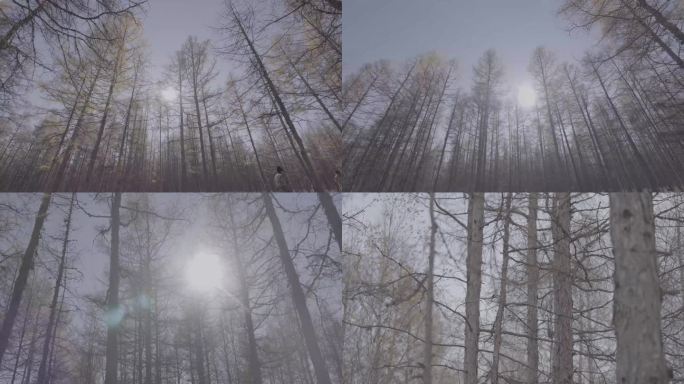 森林环境自然阳光东北敖鲁古雅