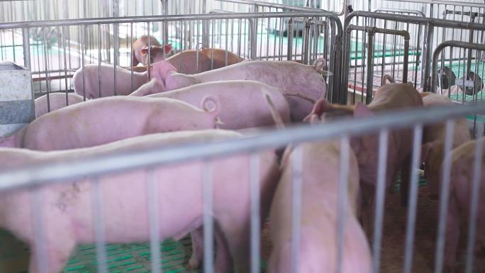 数字化猪场 猪场消毒 猪崽 现代化猪场