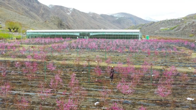 修整桃花 修整桃花树 修整桃花叶 桃花林