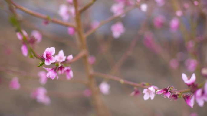 桃花林 桃花山 桃花朵  桃花瓣 桃花飘