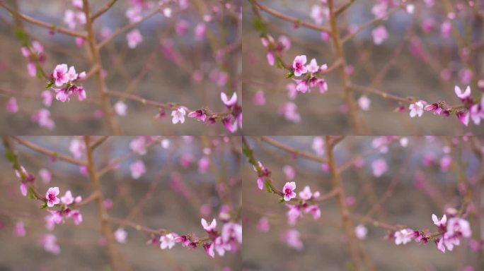 桃花林 桃花山 桃花朵  桃花瓣 桃花飘