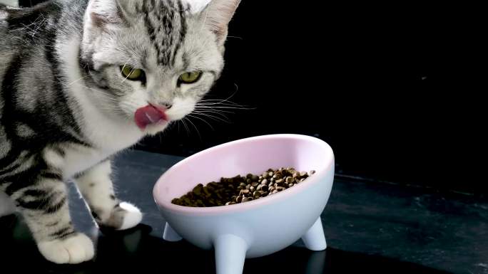 猫粮 宠物用品 猫