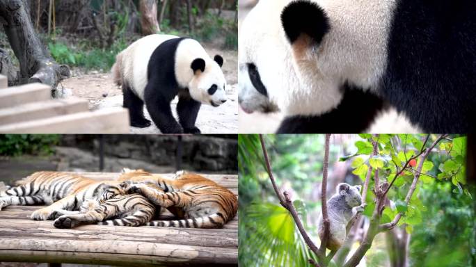动物园大熊猫、老虎、考拉、树袋熊