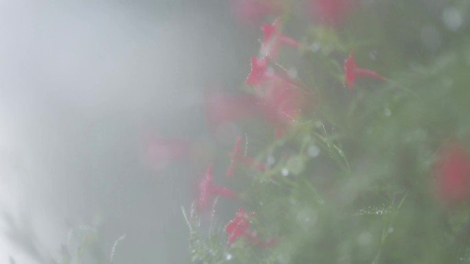 唯美春雨喇叭花红花鲜翠欲滴一组