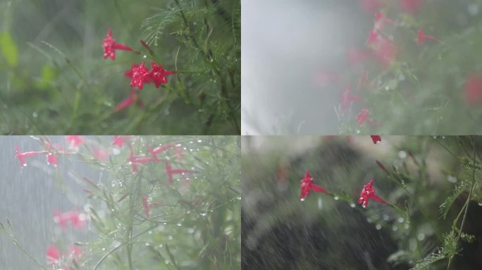 唯美春雨喇叭花红花鲜翠欲滴一组