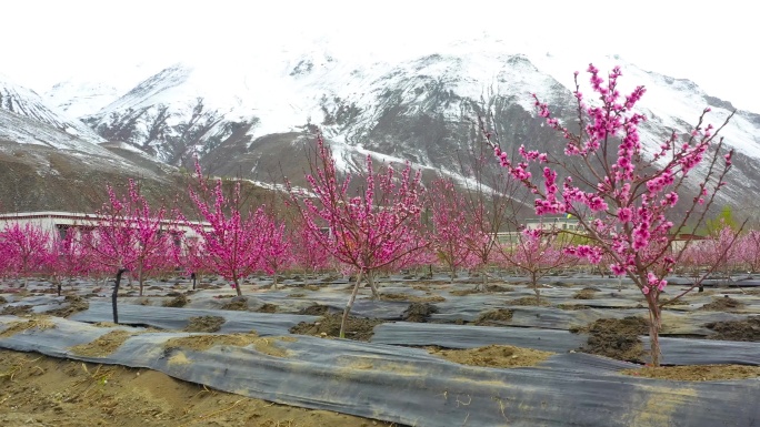 雪山桃树 苹果园 桃园 水果园 种植脱贫